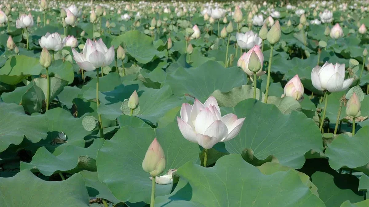 100+ ảnh bông sen đen huyền bí nhất · ảnh 1