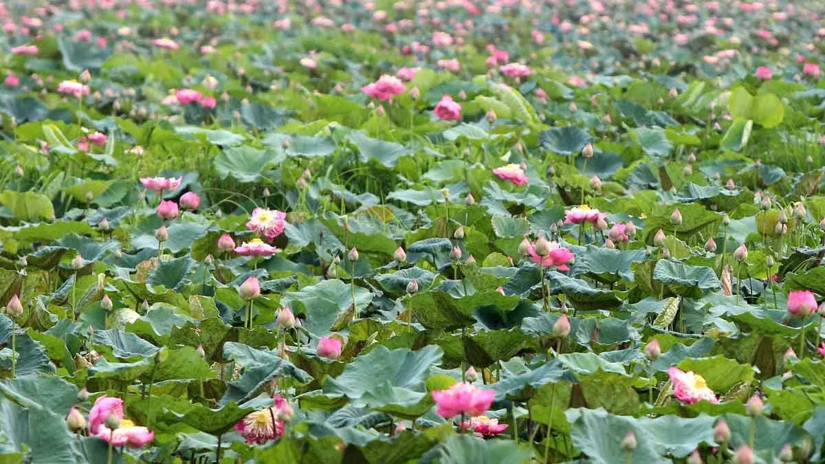 100+ ảnh bông sen đen huyền bí nhất · ảnh 2