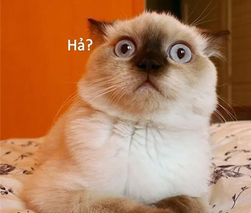 Tuyển tập 50+ meme nghi ngờ cực chất · ảnh 1
